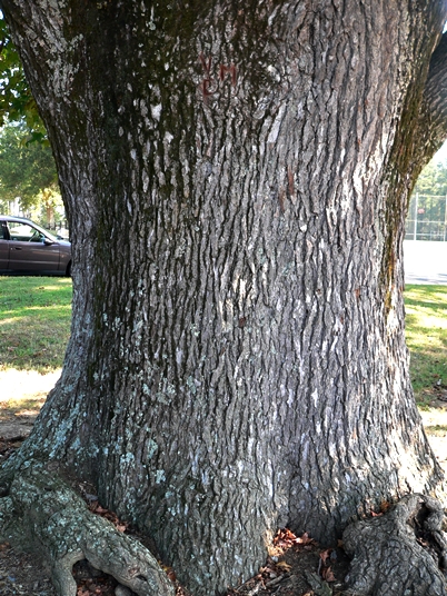 {Liquidambar styraciflua}